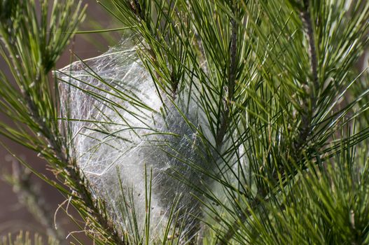 caterpillar cocoon they do in the pines