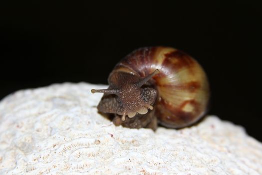 Snail Thai isolated on black background
