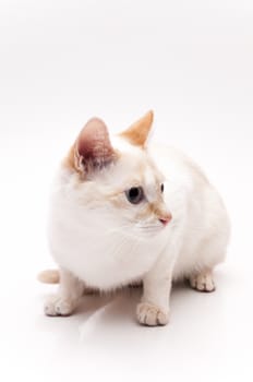 very cute white cat on white background