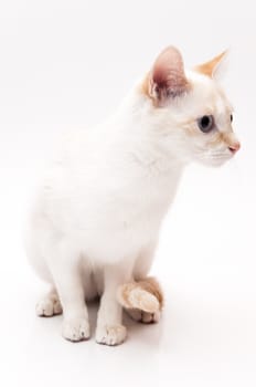 very cute white cat on white background