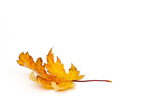 autumn maple leaf