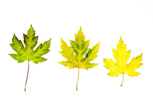 autumn maple leaves