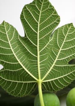 Close up of the texture from a fig leave.