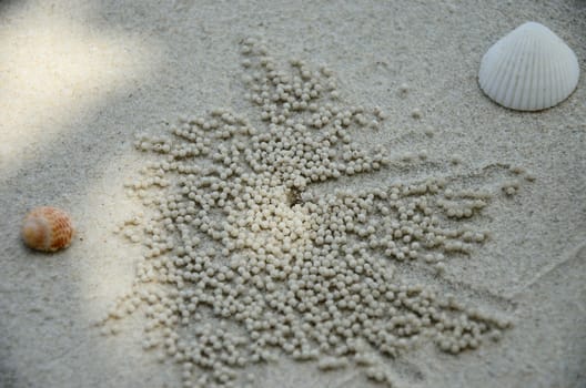 Shell with a little crab on sand texture