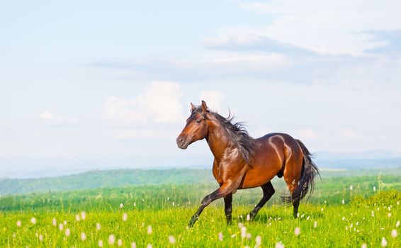 bay horse skips on a meadow against mountains