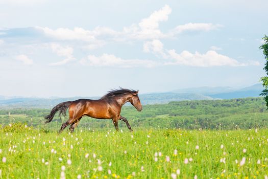 Bay Arab racer on a meadow against mountains