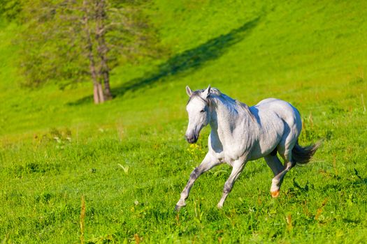 gray Arab horse gallops on a green meadow