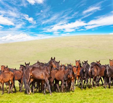 Herd of horses on a summer green pasture against the blue sky