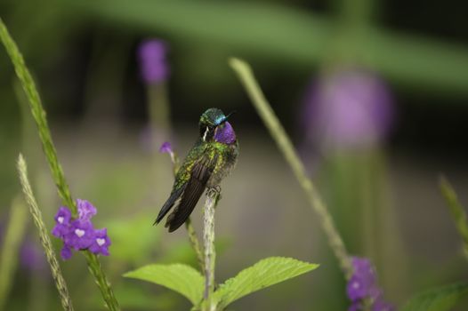 Purple-throated Mountain Gem hummingbird Photographed in Costa Rica.