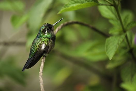 Purple-throated Mountain Gem Photographed in Costa Rica.