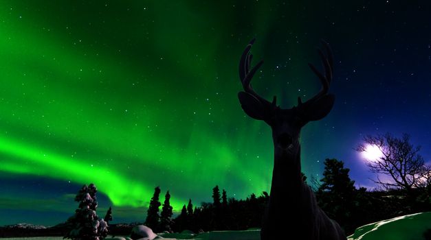 Curious mule deer Odocoileus hemionus staring in camera while photographing spectacular display of green Northern Lights Aurora borealis over moon-lit boreal forest taiga
