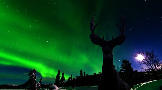 Curious mule deer  Odocoileus hemionus  staring in camera while photographing spectacular display of green Northern Lights  Aurora borealis over moon-lit boreal forest taiga