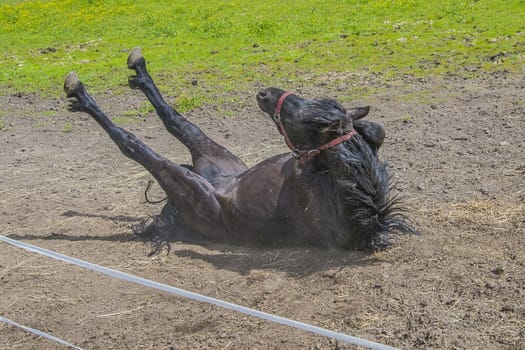 Wallow around in the sand. The image is shot at a farm in Aremark municipality that borders to Halden municipality, Norway.