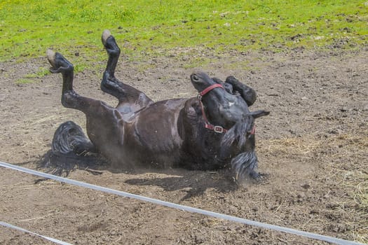 Wallow around in the sand. The image is shot at a farm in Aremark municipality that borders to Halden municipality, Norway.