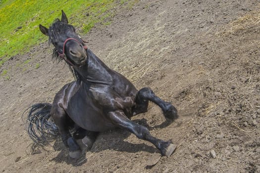 Wallow around in the sand. The image is shot at a farm in Aremark municipality that borders to Halden municipality, Norway.
