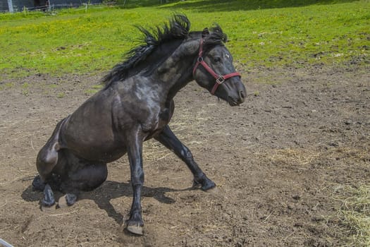 Wallow around in the sand. The image is shot at a farm in Aremark municipality that borders to Halden municipality, Norway.
