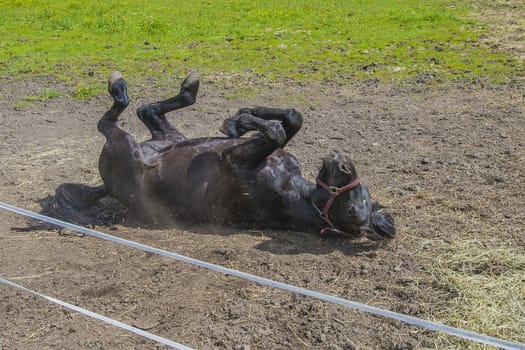 Wallow around in the sand. The image is shot at a farm in Aremark municipality that borders to Halden municipality, Norway.