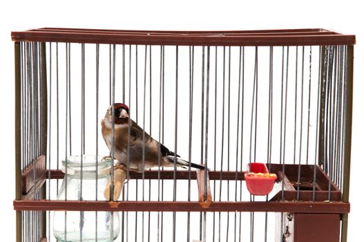goldfinch in a cage and staring at me sitting on a white background