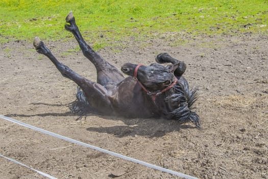 Wallow around in the sand. The image is shot at a farm in Aremark municipality that borders to Halden municipality, Norway.