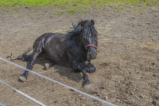 Wallow around in the sand. The image is shot at a farm in Aremark municipality that borders to Halden municipality, Norway.