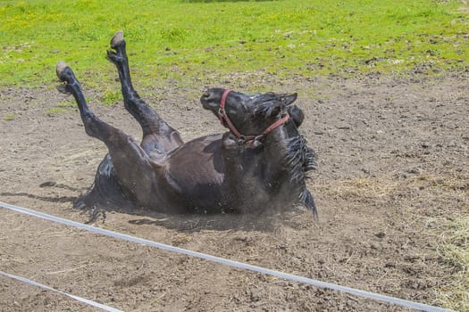 Wallow around in the sand. The image is shot at a farm in Aremark municipality that borders to Halden municipality, Norway.