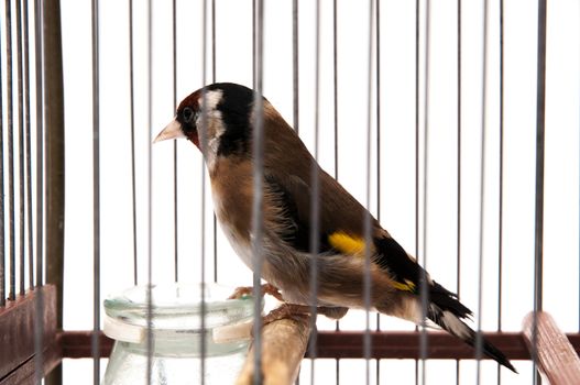 goldfinch in a cage and staring at me sitting on a white background
