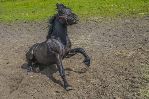 Wallow around in the sand. The image is shot at a farm in Aremark municipality that borders to Halden municipality, Norway.