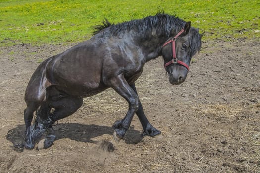Wallow around in the sand. The image is shot at a farm in Aremark municipality that borders to Halden municipality, Norway.