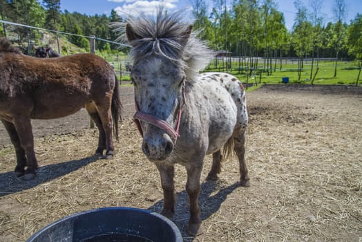 The Shetland pony is a breed of pony originating in the Shetland Isles. Shetlands range in size from a minimum height of approximately 28 inches (71 cm) to an official maximum height of 11 hands high (107 cm) at the withers (11.2 hands for American Shetlands). The image is shot at a riding school in L��kkevika,  located next to Halden, Norway.