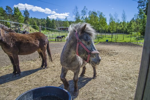 The Shetland pony is a breed of pony originating in the Shetland Isles. Shetlands range in size from a minimum height of approximately 28 inches (71 cm) to an official maximum height of 11 hands high (107 cm) at the withers (11.2 hands for American Shetlands). The image is shot at a riding school in L��kkevika,  located next to Halden, Norway.