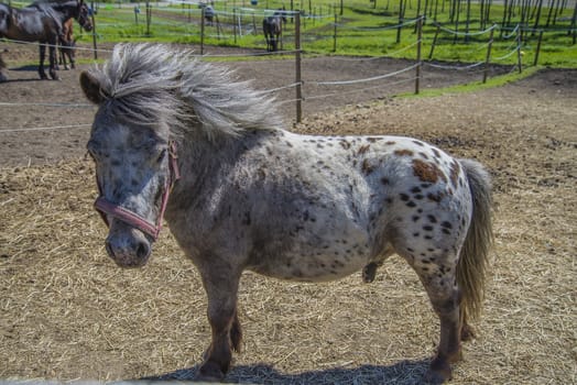 The Shetland pony is a breed of pony originating in the Shetland Isles. Shetlands range in size from a minimum height of approximately 28 inches (71 cm) to an official maximum height of 11 hands high (107 cm) at the withers (11.2 hands for American Shetlands). The image is shot at a riding school in L��kkevika,  located next to Halden, Norway.