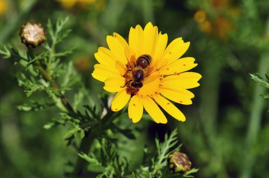 Bee on blooming wildflower. Spring nature background.