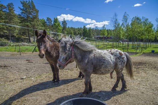 The Shetland pony is a breed of pony originating in the Shetland Isles. Shetlands range in size from a minimum height of approximately 28 inches (71 cm) to an official maximum height of 11 hands high (107 cm) at the withers (11.2 hands for American Shetlands). The image is shot at a riding school in L��kkevika,  located next to Halden, Norway.