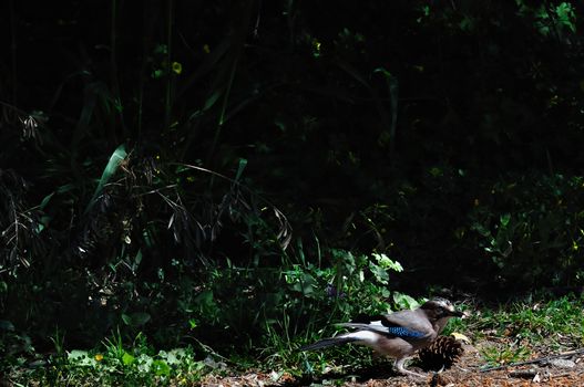 Eurasian jay passerine bird with blue and black wings feeding on pine cone seeds.