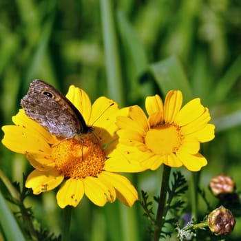 Butterfly feeding on yellow flower nectar. Spring background.