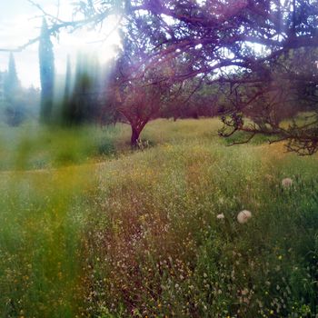 Spring landscape distorted through painted glass. Wild flowers light leak abstraction.