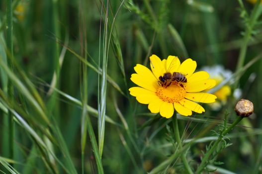 Bee and tiny red mites on yellow wild flower. Spring season background.