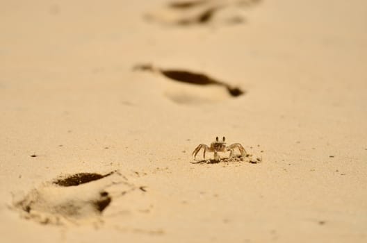 Little crab with sand background, Sea animal
