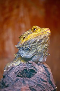 Central bearded dragon, pogona vitticeps, agamid lizard