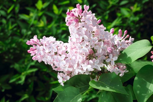 Beautiful blossoms of Pink Lilac close-up