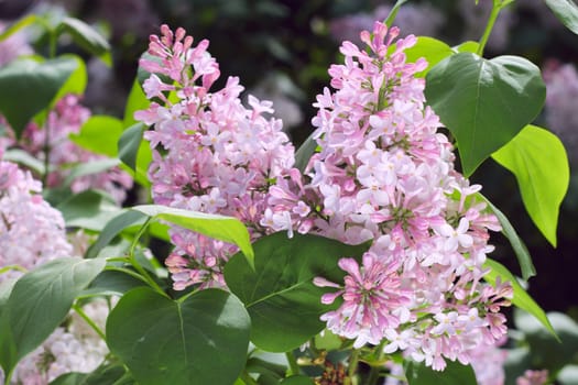 Beautiful blossoms of Pink Lilac close-up