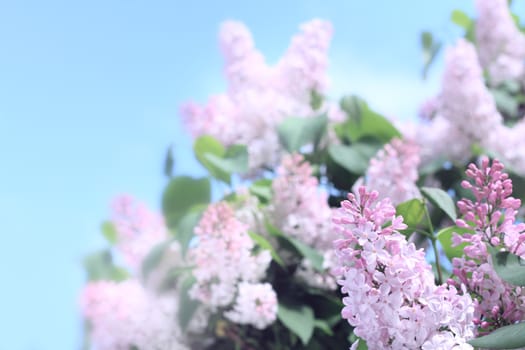 Pink Lilac on a background of bright blue sky