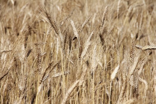 Ripe wheat field background