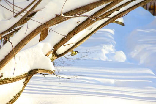 small tit on snowy winter branch at daytime