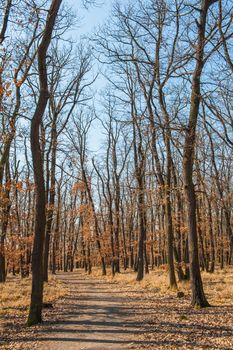 Hiking in the winter forest