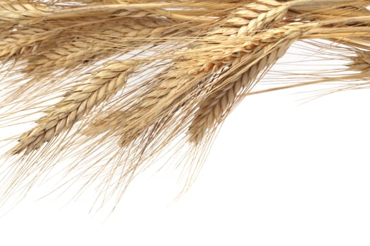 Wheat ears isolated on white background 