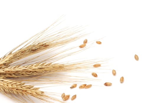 Wheat ears and grains isolated on white background 