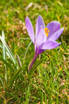 Crocus flowers in the grass with shallow DOF