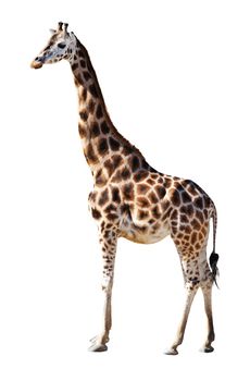 Young Giraffe isolated on the white background