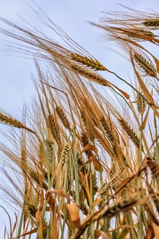 close-up ears of wheat against the sky